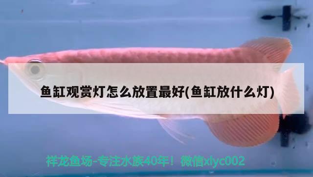 魚缸觀賞燈怎么放置最好(魚缸放什么燈) 印尼小紅龍