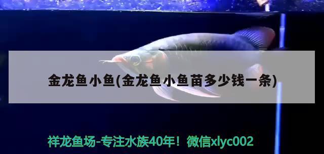 金龍魚小魚(金龍魚小魚苗多少錢一條) 元寶鳳凰魚專用魚糧