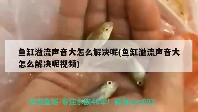 魚(yú)缸溢流聲音大怎么解決呢(魚(yú)缸溢流聲音大怎么解決呢視頻) 水溫計(jì) 第1張