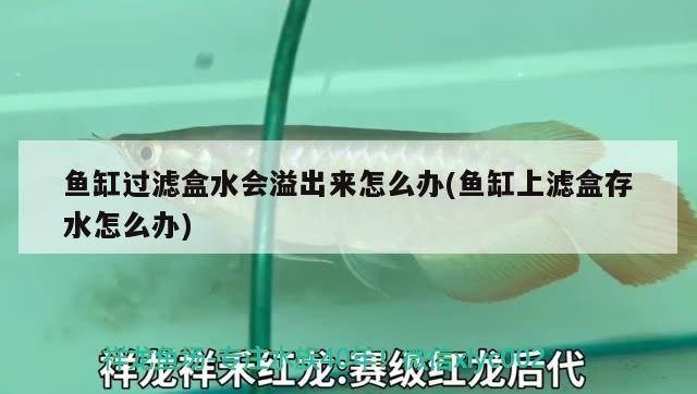 貴陽二手魚缸回收電話多少號(hào)?。?貴陽魚缸維修電話） 觀賞蝦蟹等飼料