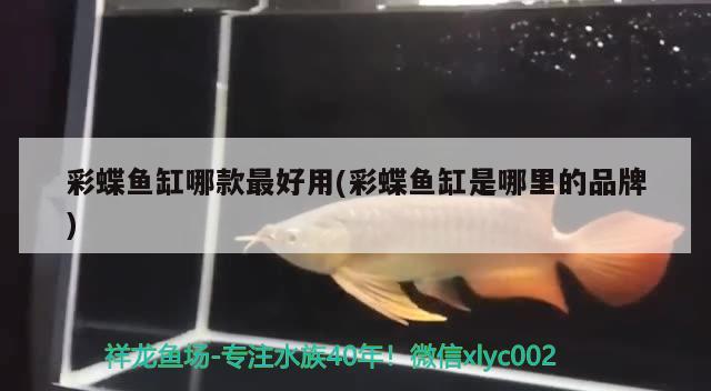 彩蝶魚缸哪款最好用(彩蝶魚缸是哪里的品牌) 和尚魚