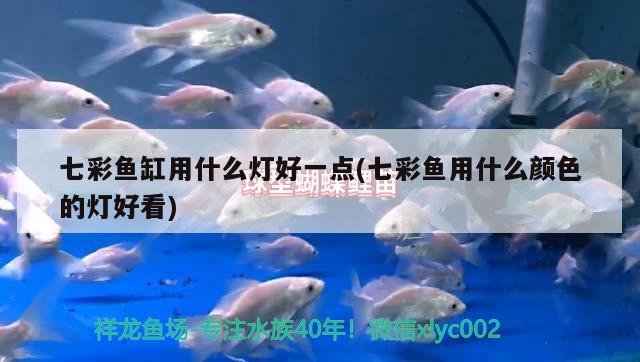 七彩魚缸用什么燈好一點(七彩魚用什么顏色的燈好看)