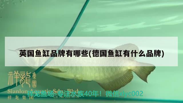 魚缸松皮石造景適合養(yǎng)什么魚選擇合適的魚缸松皮石造景的好處，魚缸松皮石造景適合養(yǎng)什么魚 白子關(guān)刀魚苗 第2張