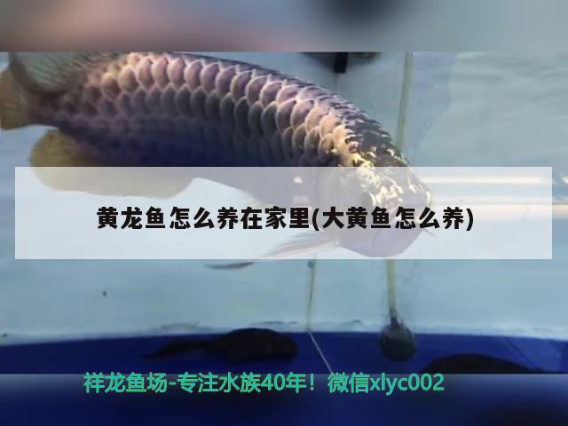 黃龍魚怎么養(yǎng)在家里(大黃魚怎么養(yǎng))