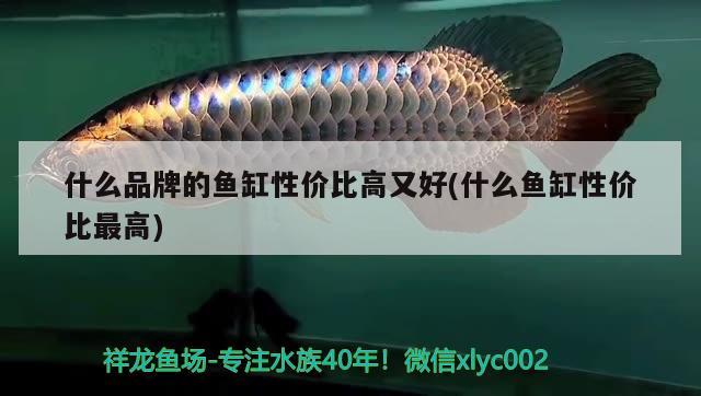 什么品牌的魚缸性價比高又好(什么魚缸性價比最高) BD魟魚