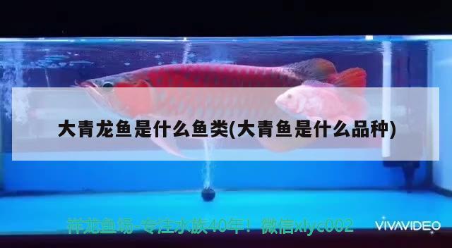 大青龍魚是什么魚類(大青魚是什么品種)