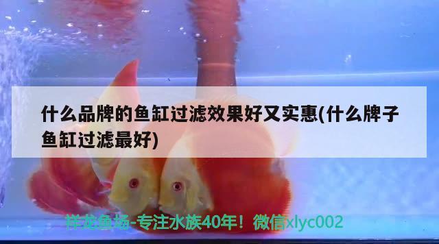 幫忙看看我這條三十公分的紅龍品相如何 紅老虎魚(yú) 第2張