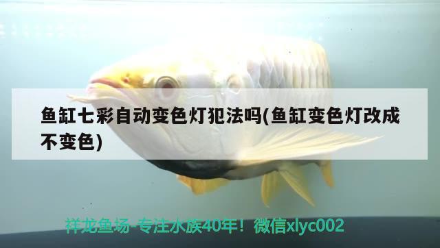 魚缸七彩自動(dòng)變色燈犯法嗎(魚缸變色燈改成不變色)