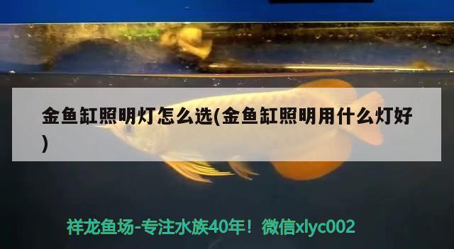 金魚缸照明燈怎么選(金魚缸照明用什么燈好) 小型觀賞魚