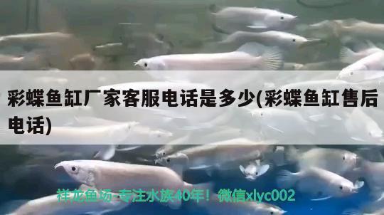 彩蝶魚缸廠家客服電話是多少(彩蝶魚缸售后電話)