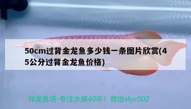 50cm過背金龍魚多少錢一條圖片欣賞(45公分過背金龍魚價格)