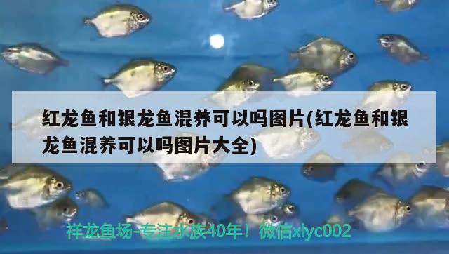 紅龍魚和銀龍魚混養(yǎng)可以嗎圖片(紅龍魚和銀龍魚混養(yǎng)可以嗎圖片大全) 銀龍魚百科