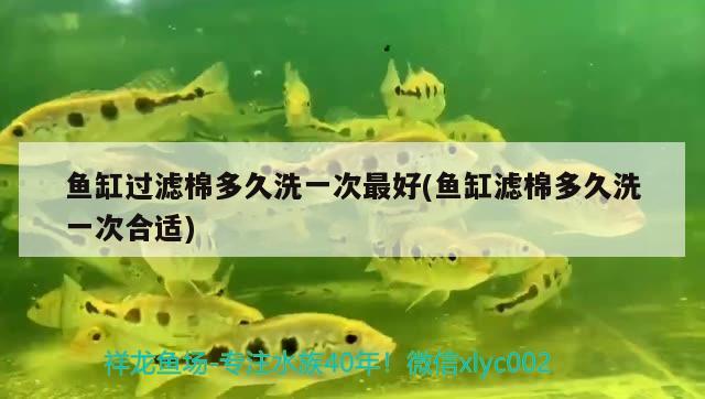 魚(yú)缸過(guò)濾棉多久洗一次最好(魚(yú)缸濾棉多久洗一次合適)