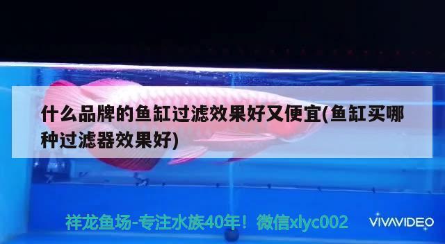 什么品牌的魚缸過濾效果好又便宜(魚缸買哪種過濾器效果好)