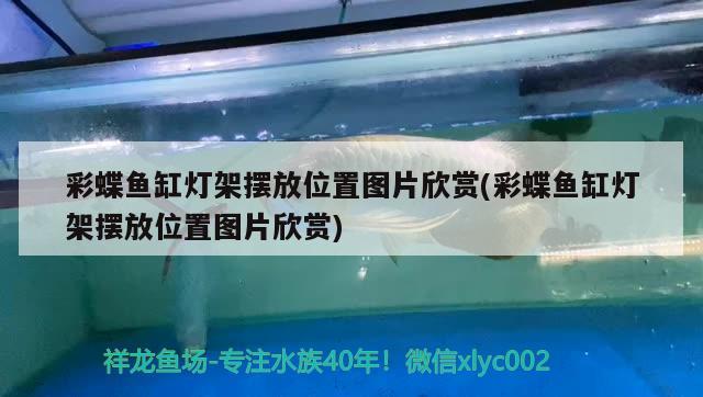 彩蝶魚缸燈架擺放位置圖片欣賞(彩蝶魚缸燈架擺放位置圖片欣賞)