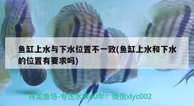 魚缸上水與下水位置不一致(魚缸上水和下水的位置有要求嗎) 狗頭魚