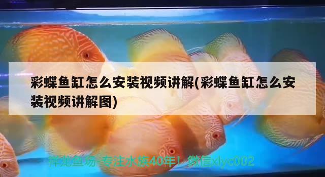 彩蝶魚缸怎么安裝視頻講解(彩蝶魚缸怎么安裝視頻講解圖) 月光鴨嘴魚