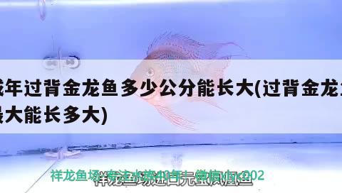 成年過背金龍魚多少公分能長大(過背金龍魚最大能長多大) 金龍魚百科