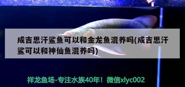 成吉思汗鯊魚可以和金龍魚混養(yǎng)嗎(成吉思汗鯊可以和神仙魚混養(yǎng)嗎) 成吉思汗鯊（球鯊）魚