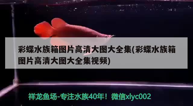 彩蝶水族箱圖片高清大圖大全集(彩蝶水族箱圖片高清大圖大全集視頻) 魚缸/水族箱