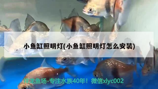 小魚缸照明燈(小魚缸照明燈怎么安裝)