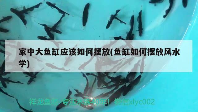 家中大魚缸應(yīng)該如何擺放(魚缸如何擺放風(fēng)水學(xué))