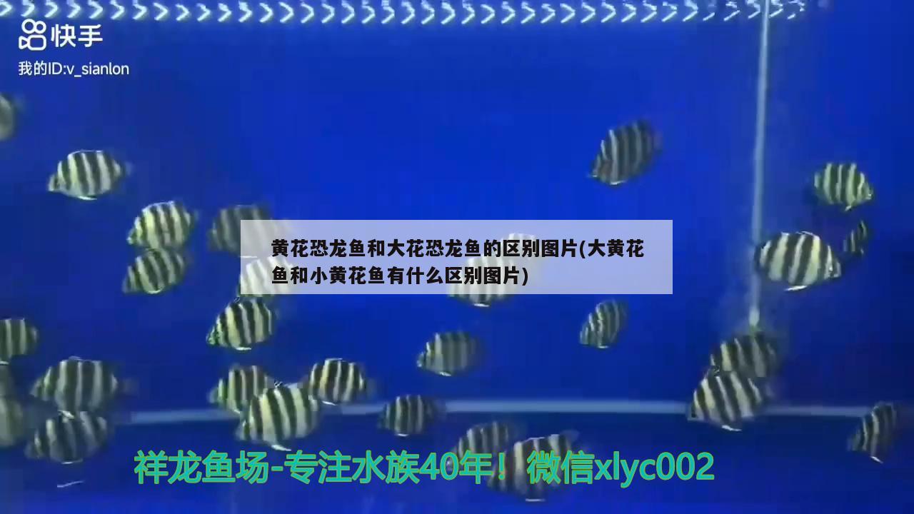 黃花恐龍魚和大花恐龍魚的區(qū)別圖片(大黃花魚和小黃花魚有什么區(qū)別圖片)