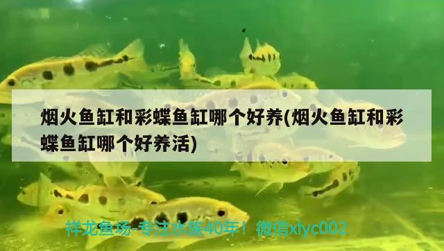 煙火魚缸和彩蝶魚缸哪個(gè)好養(yǎng)(煙火魚缸和彩蝶魚缸哪個(gè)好養(yǎng)活) 大正錦鯉魚