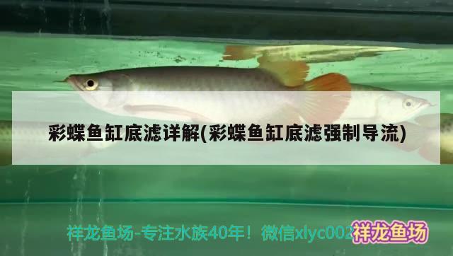 彩蝶魚缸底濾詳解(彩蝶魚缸底濾強制導(dǎo)流)