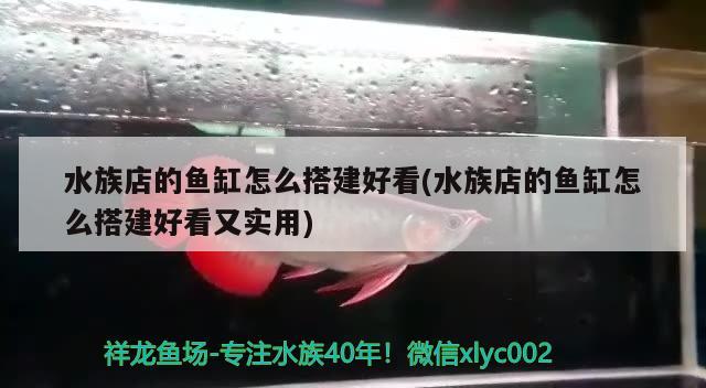 金龍魚體型都有什么樣的圖片（金龍魚體型有幾種） 非洲象鼻魚 第3張