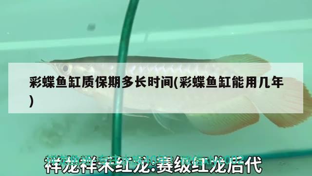 彩蝶魚(yú)缸質(zhì)保期多長(zhǎng)時(shí)間(彩蝶魚(yú)缸能用幾年) 印尼小紅龍