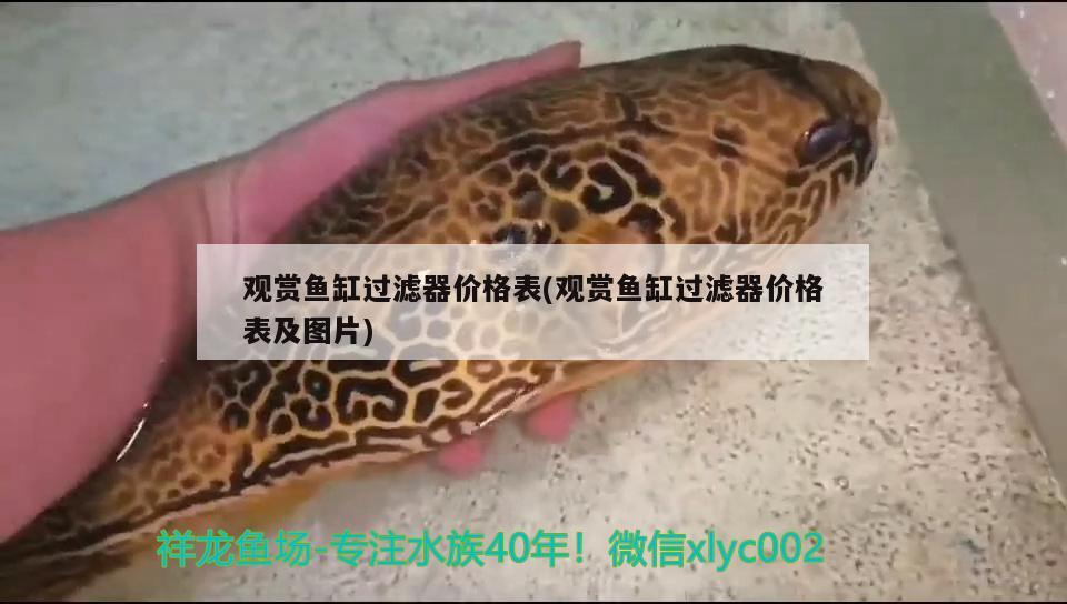 觀賞魚缸過濾器價格表(觀賞魚缸過濾器價格表及圖片) 金龍魚糧