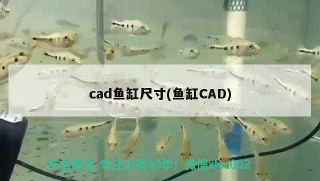 cad魚缸尺寸(魚缸CAD) 狗仔（招財貓)魚苗