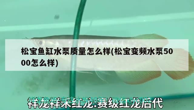 松寶魚缸水泵質(zhì)量怎么樣(松寶變頻水泵5000怎么樣) 魚缸水泵