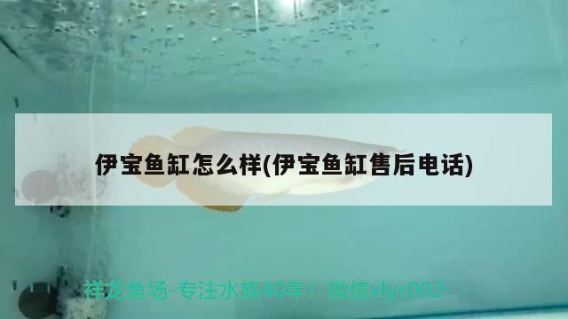 黃金河虎可以混養(yǎng)什么魚：黃金河虎魚怎么養(yǎng)