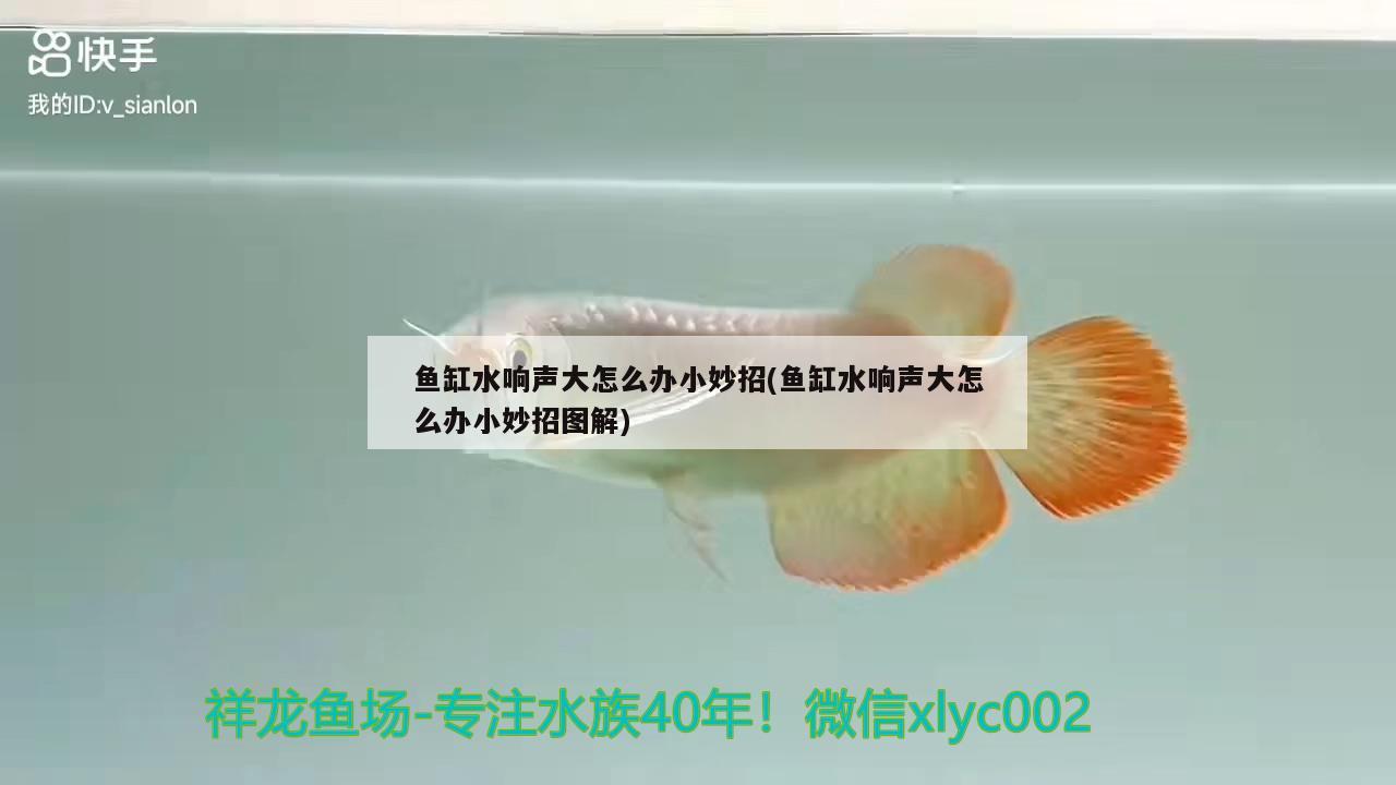 魚缸水響聲大怎么辦小妙招(魚缸水響聲大怎么辦小妙招圖解)