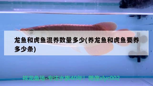 龍魚和虎魚混養(yǎng)數(shù)量多少(養(yǎng)龍魚和虎魚要養(yǎng)多少條)