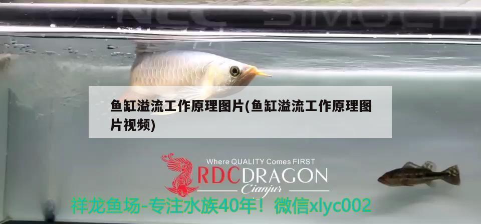 diy魚缸燈盤（diy魚缸燈盤支架） 龍魚芯片掃碼器 第1張