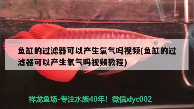 魚缸的過濾器可以產(chǎn)生氧氣嗎視頻(魚缸的過濾器可以產(chǎn)生氧氣嗎視頻教程) 紅龍福龍魚