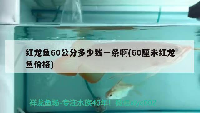 紅龍魚60公分多少錢一條啊(60厘米紅龍魚價(jià)格) 白子銀版魚