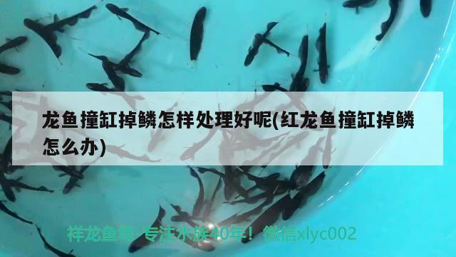 龍魚撞缸掉鱗怎樣處理好呢(紅龍魚撞缸掉鱗怎么辦)