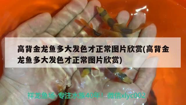 高背金龍魚多大發(fā)色才正常圖片欣賞(高背金龍魚多大發(fā)色才正常圖片欣賞)