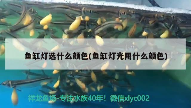 魚缸燈選什么顏色(魚缸燈光用什么顏色)