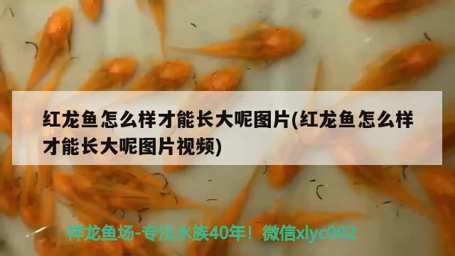 紅龍魚怎么樣才能長大呢圖片(紅龍魚怎么樣才能長大呢圖片視頻)