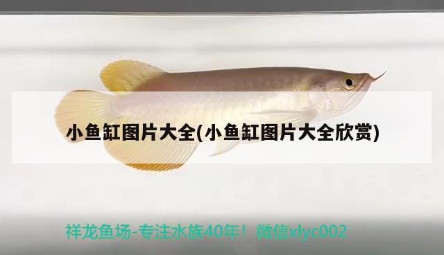 小魚缸圖片大全(小魚缸圖片大全欣賞)