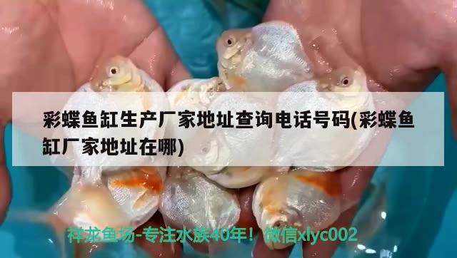 彩蝶魚缸生產(chǎn)廠家地址查詢電話號碼(彩蝶魚缸廠家地址在哪) 金頭過背金龍魚