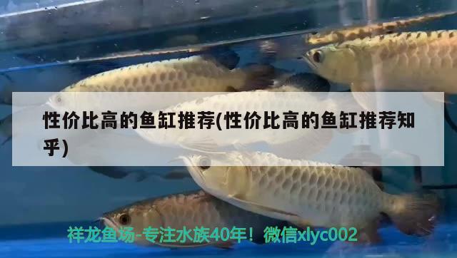 性價(jià)比高的魚(yú)缸推薦(性價(jià)比高的魚(yú)缸推薦知乎)