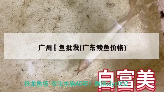 廣州魟魚批發(fā)(廣東鯪魚價格) B級過背金龍魚