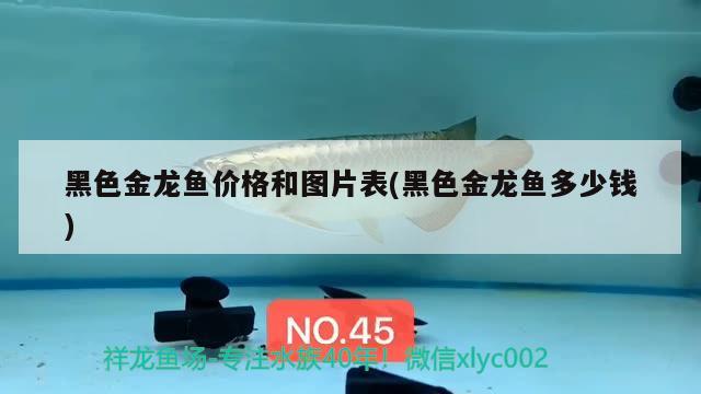 黑色金龍魚價(jià)格和圖片表(黑色金龍魚多少錢) 古典過背金龍魚