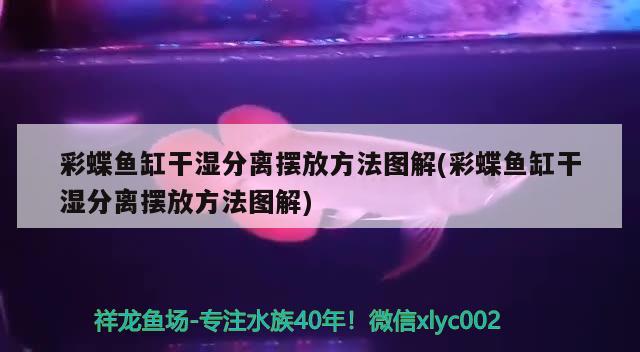 彩蝶魚(yú)缸干濕分離擺放方法圖解(彩蝶魚(yú)缸干濕分離擺放方法圖解)